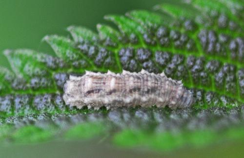 Réf. 323 376 : Eupeodes sp.